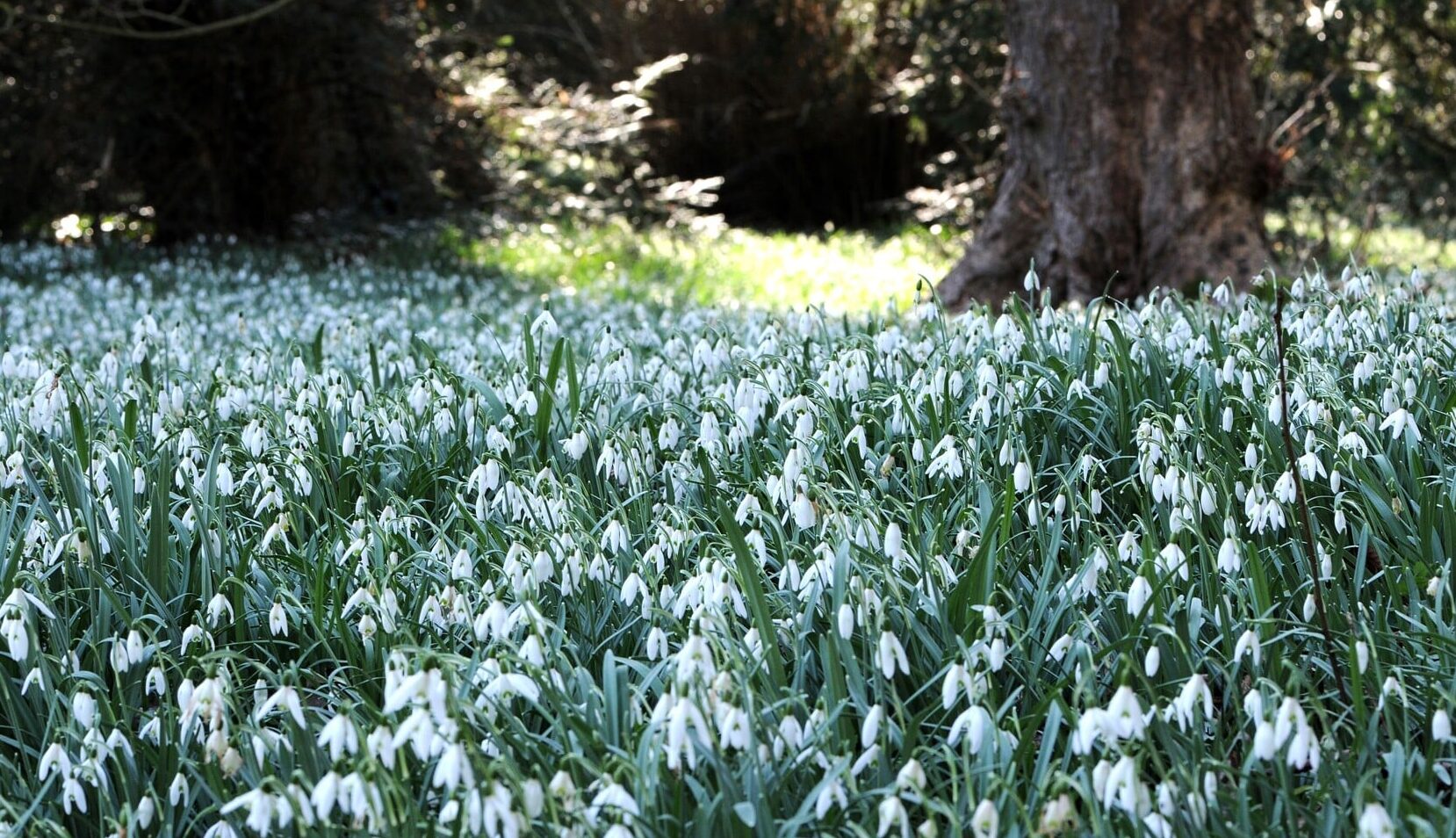 Sneeuwklokjesweekend op kasteel De Wildenborch